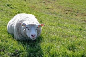 schapen in een weide in de zon foto