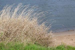 riet Aan de zee foto