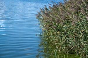 riet in het water foto