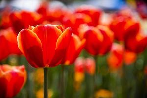 dichtbij omhoog selectief focus van oranje rood tulp bloem veld. foto