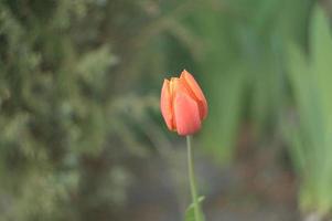 roze tulp bloem in een veld foto