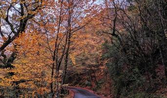 weg tussen bomen foto