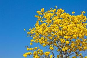 gele tabebuia bloem tegen blauwe hemel foto