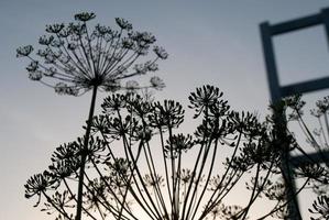 bloemen silhouet in tuin foto