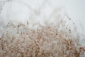 winter tuin met droog planten foto