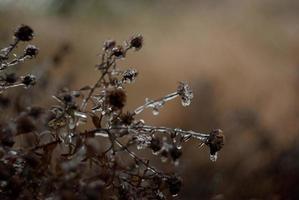 winter tuin met droog planten foto