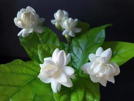 dichtbij omhoog van wit jasmijn, jasminum sambac of Arabisch jasmijn, groots hertog van Toscane, mooi wit bloem en groen bladeren, aroma foto