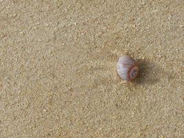 dichtbij omhoog top visie van een zeeschelp Aan de zand strand, voor achtergrond met kopiëren ruimte. foto