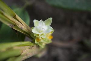 mooi kurkuma bloem top visie in de tuin foto