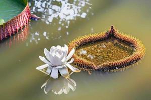 witte lotusbloem op water foto