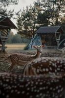 bruine herten staande in de buurt van boerderij foto