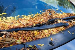 een veel van herfst bladeren Aan een auto voorruit in herfst foto