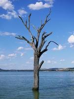 bladerloos dood boom staand alleen Aan de waterkant van meer hume. foto