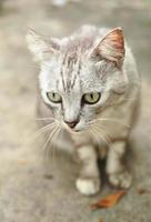 schattig grijs gestreept kat staand alleen. foto