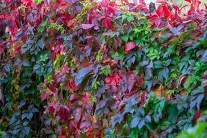 kleurrijk bladeren van wild druiven in herfst foto