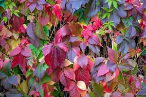 kleurrijk bladeren van wild druiven in herfst foto