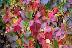 kleurrijk bladeren van wild druiven in herfst foto