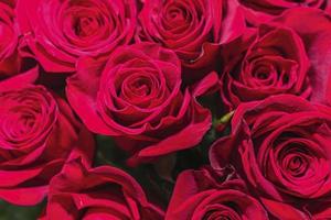 helder boeket van mooi rood rozen net zo een geschenk detailopname foto