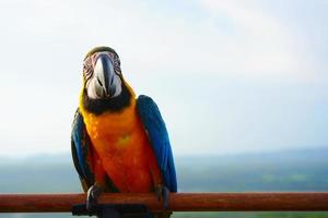 blauw en geel ara ara ararauna, ook bekend net zo de blauw-en-goud ara is een groot zuiden Amerikaans papegaai Aan houten baars. foto