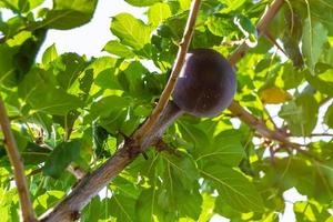 fotografie Aan thema mooi fruit Afdeling Pruim boom foto