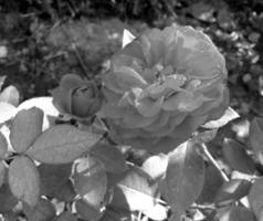 boeket wilde bloemen stekelig roos bloeiend in tuin foto