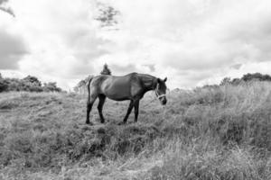 mooi wild paard hengst Aan zomer bloem weide foto