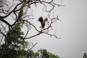 grijs kop vis adelaar jacht- foto