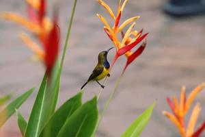 olijf- gesteund sunbird foto