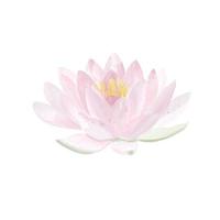 waterverf hand- getrokken lotus bloem in licht thema foto