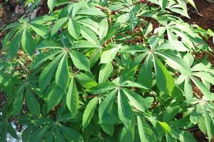 de weelderig groen bladeren van de cassave fabriek foto