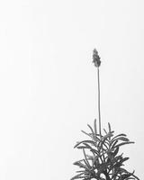 lavendel bloem geïsoleerd Aan wit, zwart en wit foto