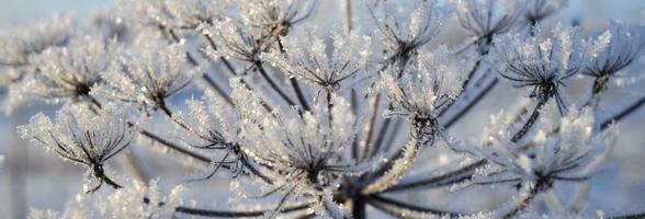 sommige bevroren mooi aise-onkruid planten gedekt met ijspegels. mooi teder winter landschap. winter seizoen, verkoudheid ijzig het weer. nieuw jaar en Kerstmis vakantie concept. kopiëren ruimte foto