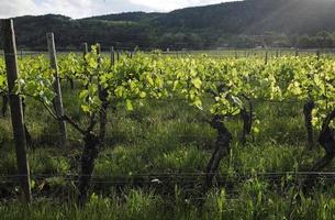 wijngaard in de buurt wachenheim in de palatinate Oppervlakte in Duitsland foto