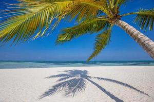 palm boom bladeren en tropisch strand. zee kust horizon. tropisch landschap, ontspannende natuur toneel. mooi strand, zonnig kust. luxe vakantie bestemming. zomer eiland, paradijs kalmte foto