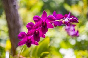 mooi orchidee bloem bloeiend Bij tropisch tuin. levendig bloemen bloemblaadjes met wazig tropisch park gebladerte. palm bomen, exotisch botanisch planten natuur. zonnig orchidee bloemen, Purper bloesems foto