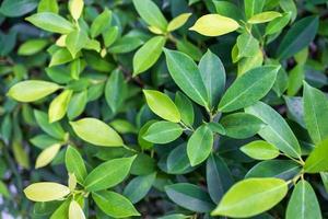 spa welzijn natuur decoratie. groen blad achtergrond, versheid voorjaar zomer natuur groei concept. natuurlijk tuin detailopname visie, zonlicht biologisch planten foto