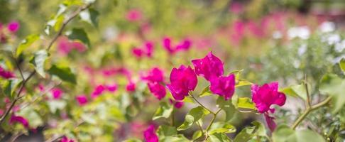 veelkleurig bougainvillea bloeiend in exotisch tropisch tuin voor bloemen achtergrond. natuurlijk zonlicht met wazig bokeh gebladerte, tropisch natuur Woud bloemen. zomer bloesems, schoonheid in natuur foto