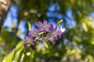 mooi orchidee bloem bloeiend Bij tropisch tuin park. abstract zonlicht met droom bloemen gebladerte. sereen natuur detailopname, bloemblaadjes, bloesems in exotisch eiland plantkunde natuurlijk zomer visie foto