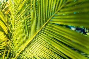 stralen van de zon door palm bladeren. oerwoud natuur detailopname van een verzadigd groen palm blad. macro natuur visie van palm bladeren achtergrond texturen. eiland Woud, abstract natuur foto