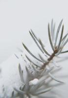 close-up fotografie van winterse plant foto