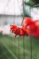 rode bloem op hek