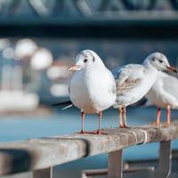 meeuwen in de zeehaven foto