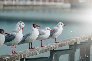 meeuwen in de zeehaven foto