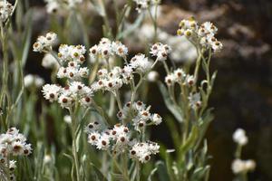 wit wilde bloemen in yellowstone nationaal park foto