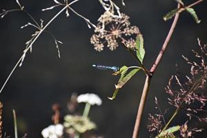 mooi blauw libel Aan een wilde bloemen in yellowstone nationaal park foto