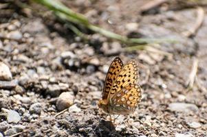 oranje en zwart vlinder Aan rotsen in yellowstone nationaal park foto