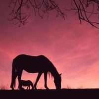 paard silhouet in de platteland en mooi zonsondergang achtergrond foto