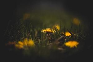 gele paardebloemen in donker veld foto