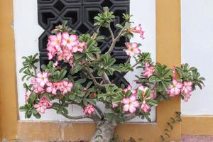 de frangipani bloemen hebben een natuurlijk helder roze textuur, met een wit muur achtergrond foto