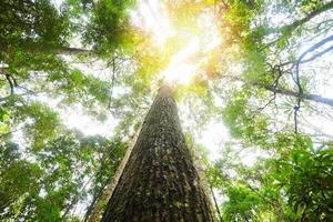 groene jungleboom met groene bladeren en zonlicht en plantdetail natuur in het bos kijk onder de boom - prachtig onderaanzicht naar de boomtop foto